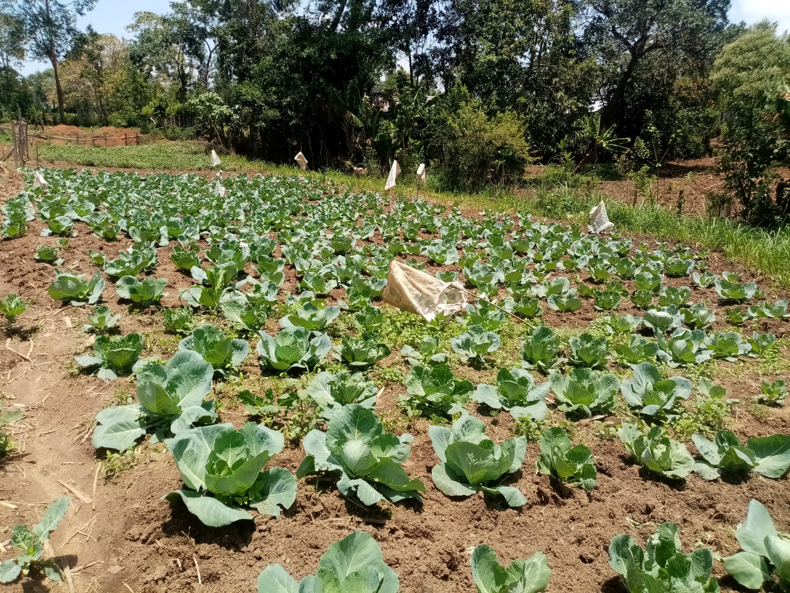 Cabbages in a farm
